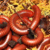 Trigoniulus corallinus - Scarlet Millipede  “Malaysia”